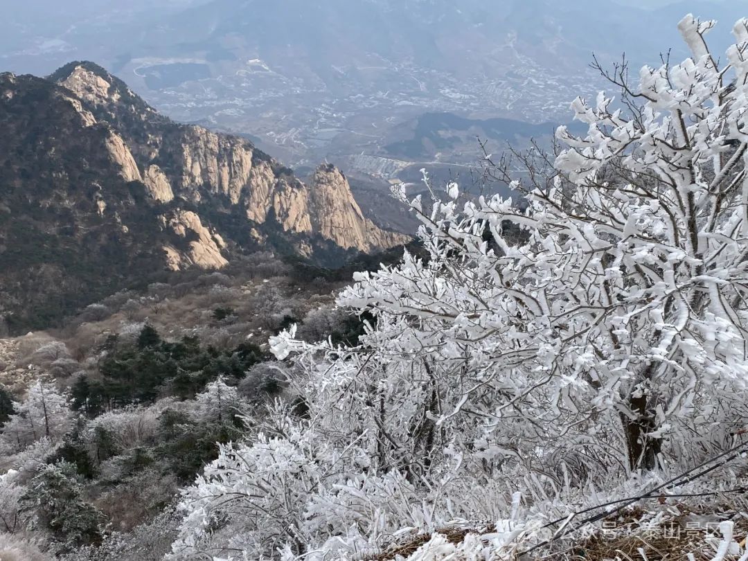 泰山雾凇图片