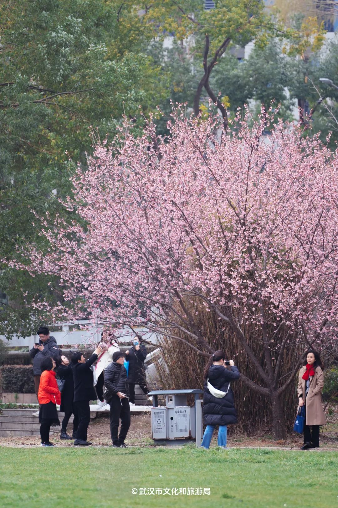 东湖樱花园开园,武大早樱盛放