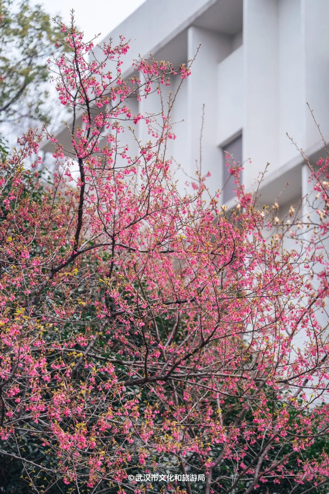 东湖樱园和武大樱花图片