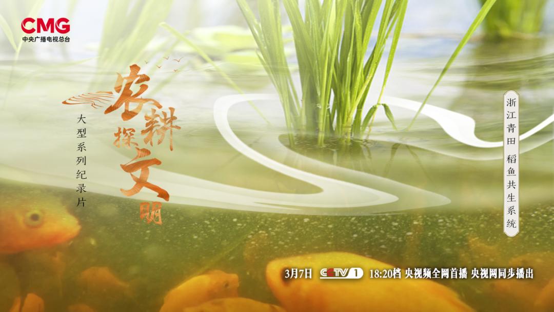 今晚6:20青田"稻鱼共生系统"将在央视一套播出_澎湃号·政务_澎湃新闻