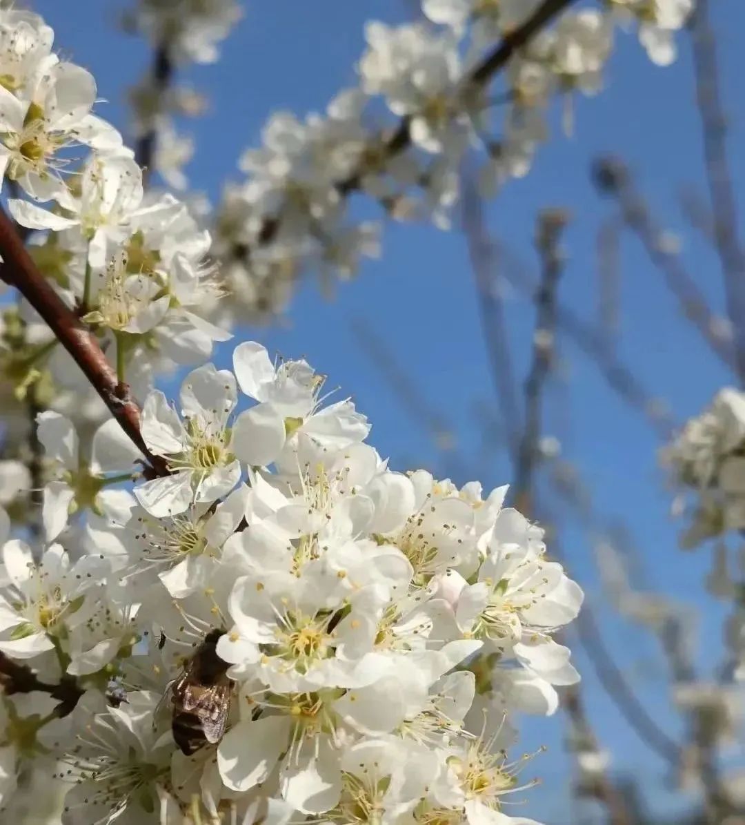 几分灵秀,几处缤纷静谧中透出点缀红墙绿柳怒放的的梨花处处泛青的