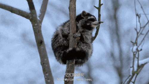 飞檐走壁爬上25层高楼,这是什么小浣熊"特种兵"?