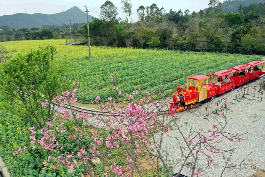 新都白鹤岛油菜花图片