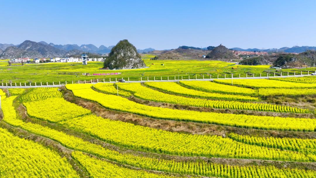 贵阳油菜花景点图片