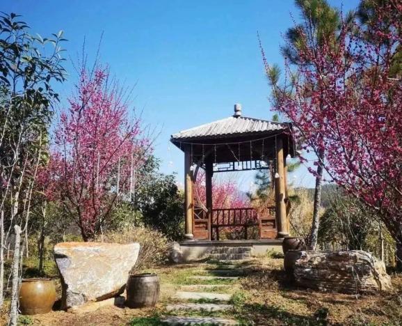 此时正是菊香人家梅花盛开之际,春天里的梅花是节日里最美好,最温馨的