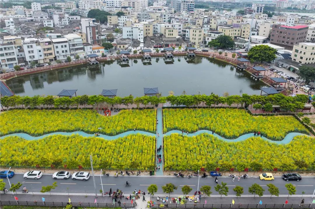 汕头东湖油菜花图片