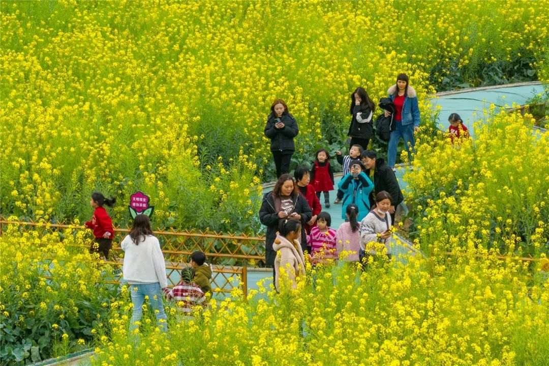 汕头东湖油菜花图片