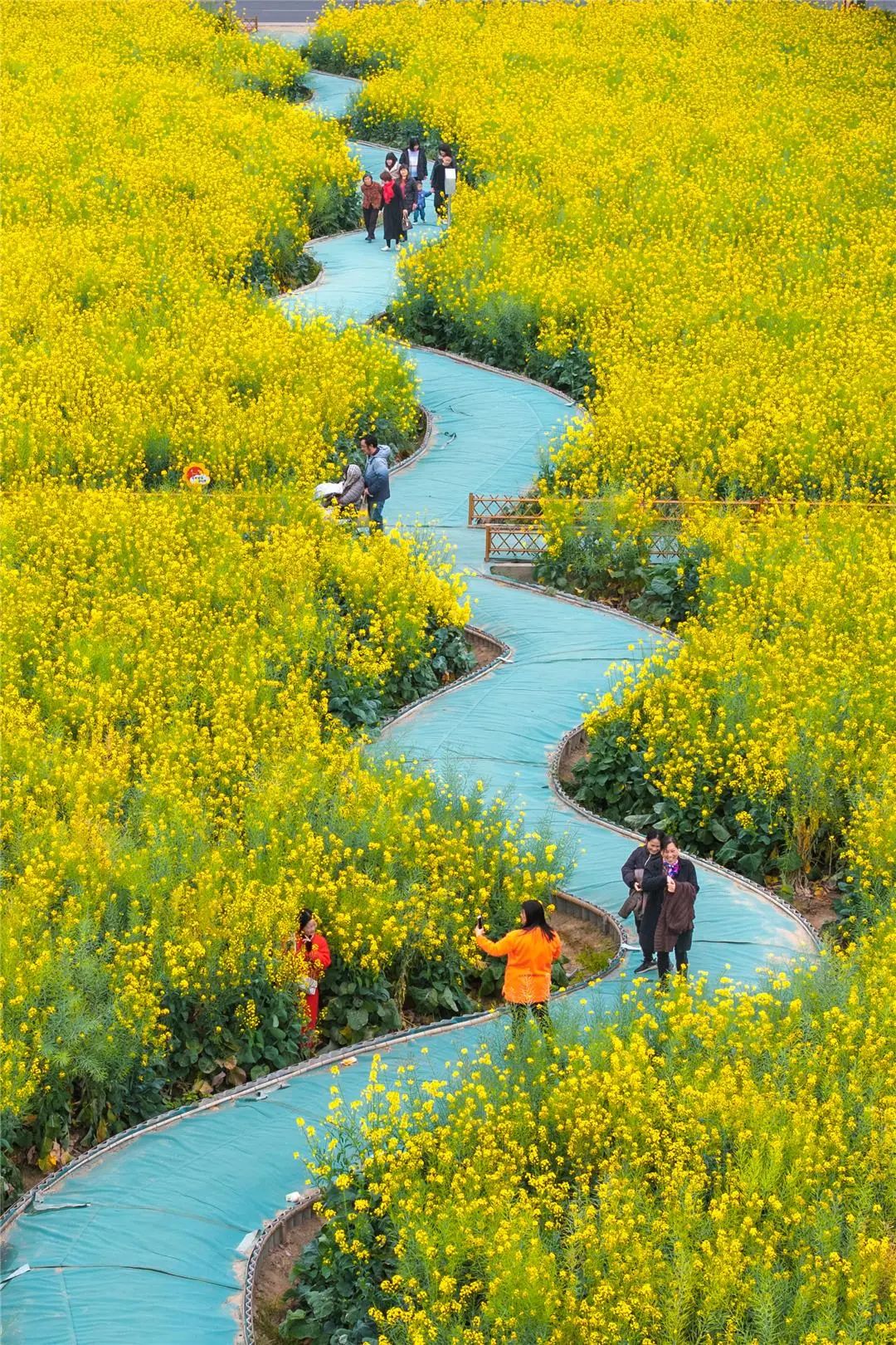 汕头东湖油菜花图片