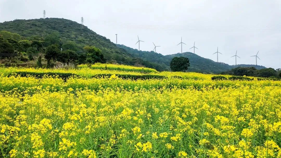 汕头东湖油菜花图片