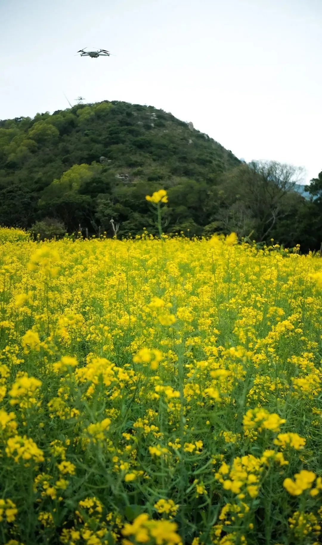 汕头东湖油菜花图片