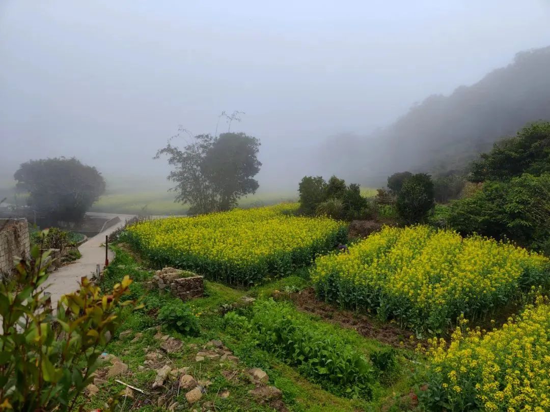 汕头东湖油菜花图片