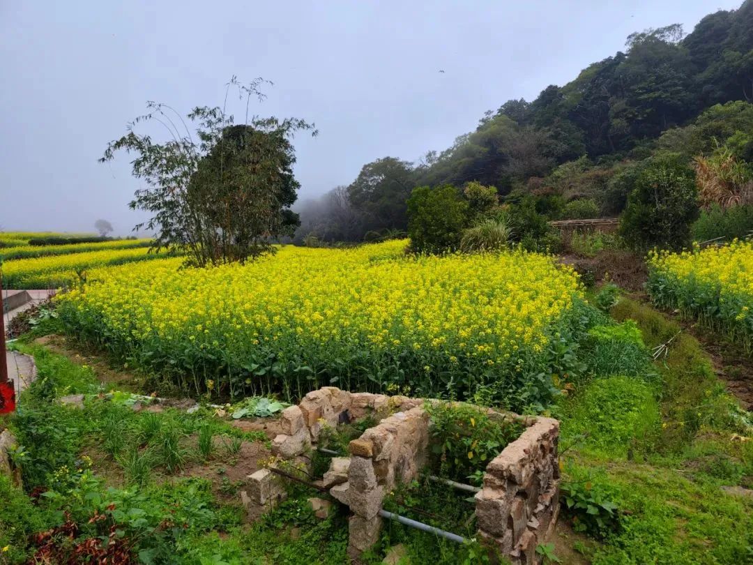 汕头东湖油菜花图片