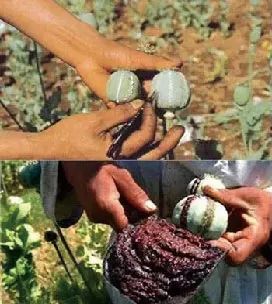 鸦片俗称大烟,烟土,阿芙蓉等,从罂粟植物中提取,具有较强的成瘾性.