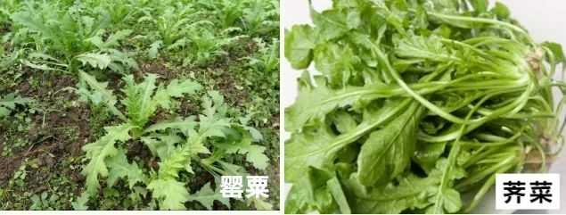罂粟vs苦菊罂粟苗的叶子和茼蒿菜比较像,边缘都是锯齿状,但罂粟苗的