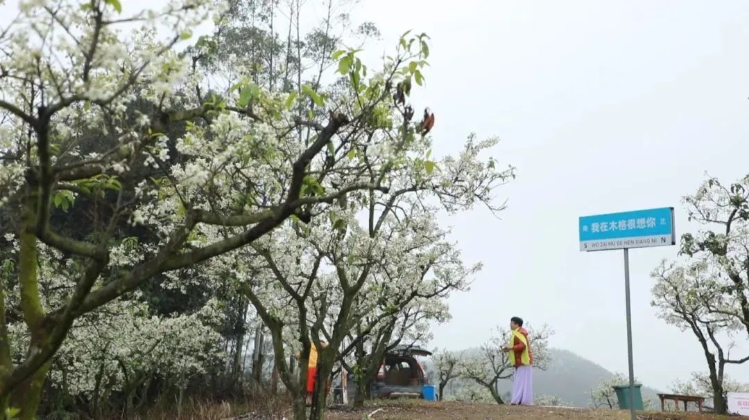 你已经"闯"进了广宁的"花花世界"_澎湃号·政务_澎湃新闻-the paper