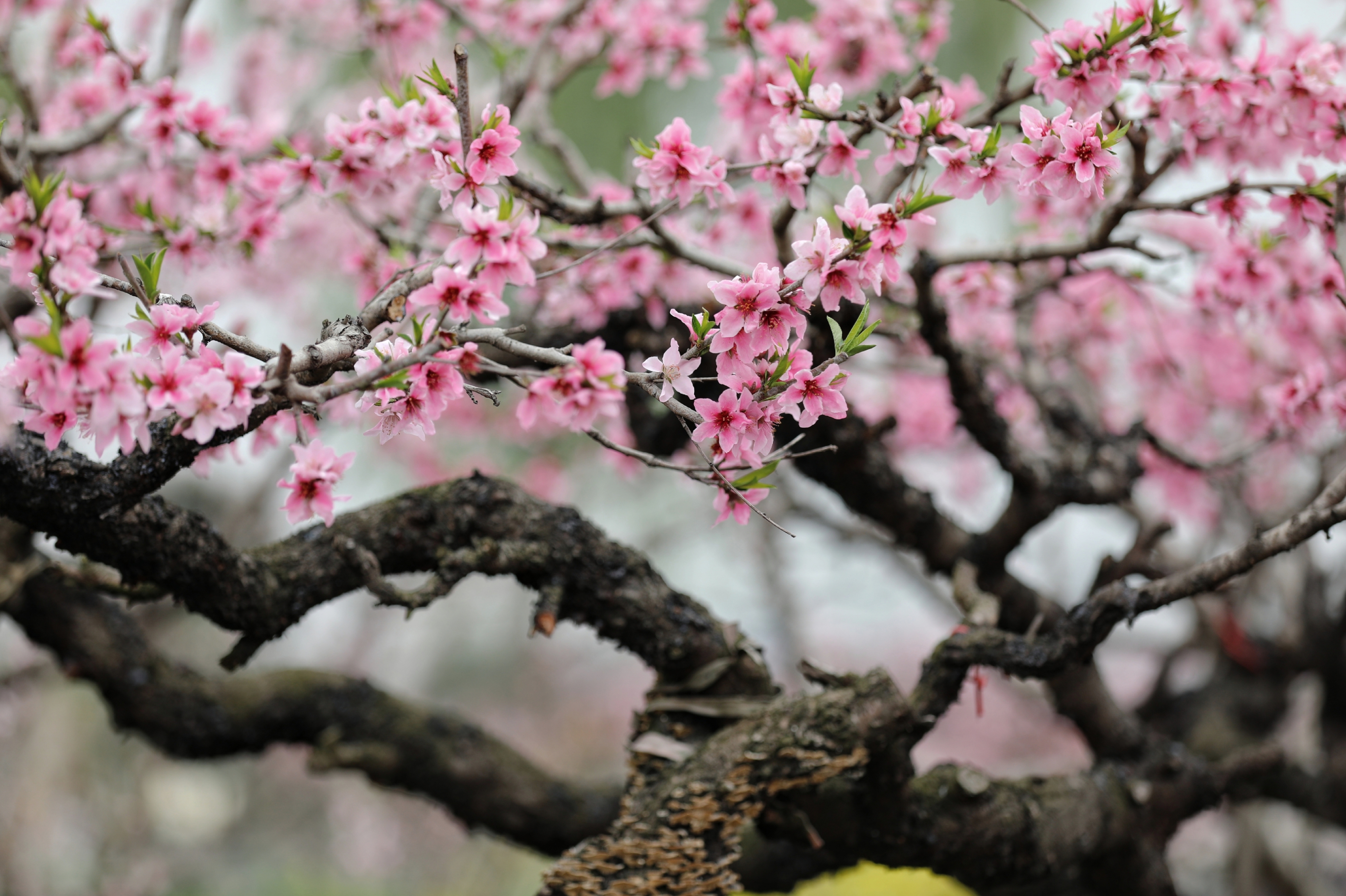 阳山桃花图片图片