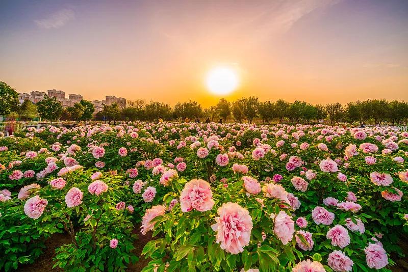 芜湖万春生态园图片