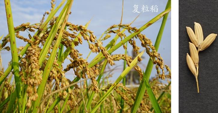 中农粳865水稻品种图片