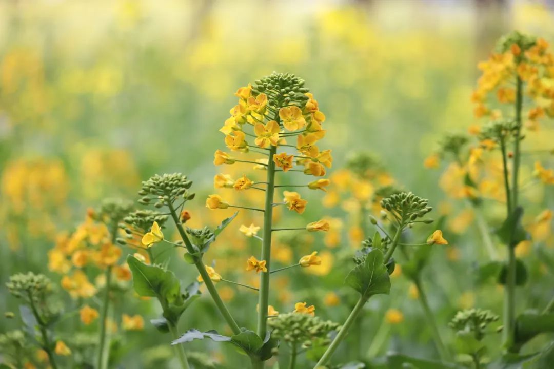 德阳油菜花图片