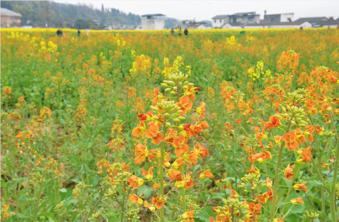 德阳油菜花图片