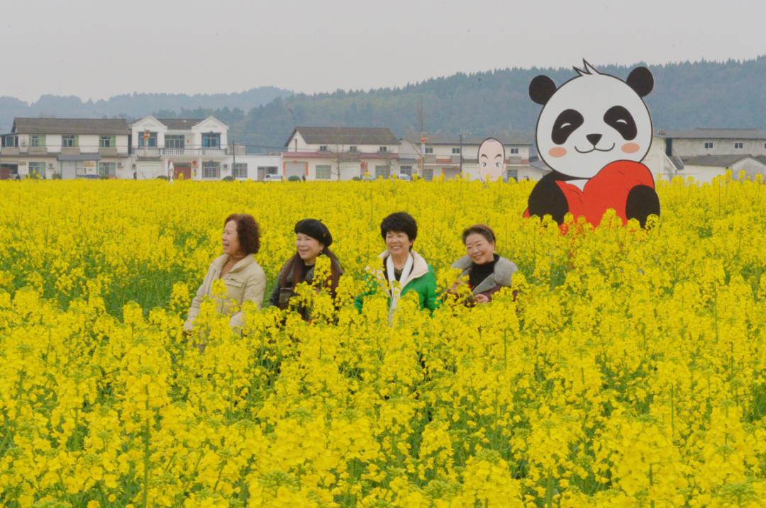 德阳油菜花图片