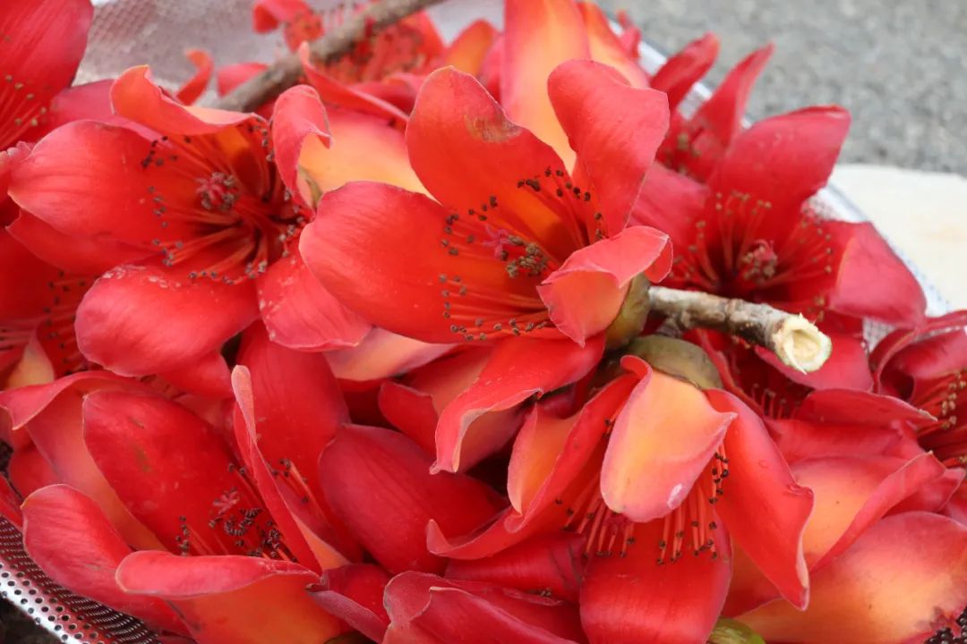 木棉花盛放居民共赴春日赏花盛宴