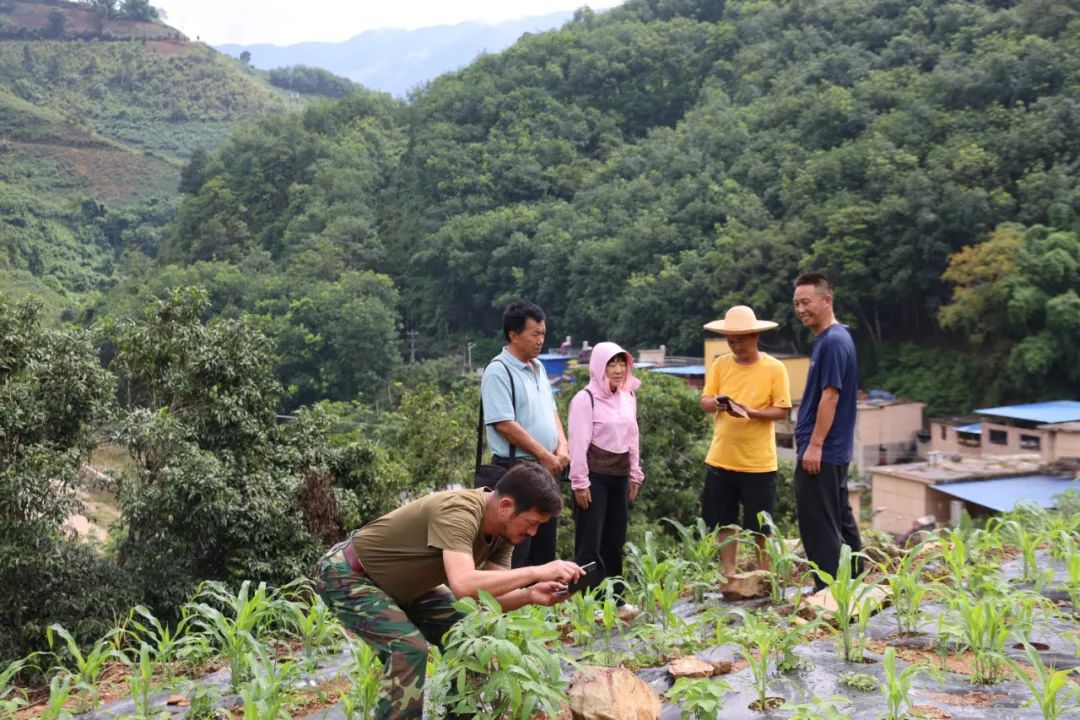 连日来,元阳县农科局检查组先后到南沙镇,新街镇,逢春岭乡,黄草岭乡等