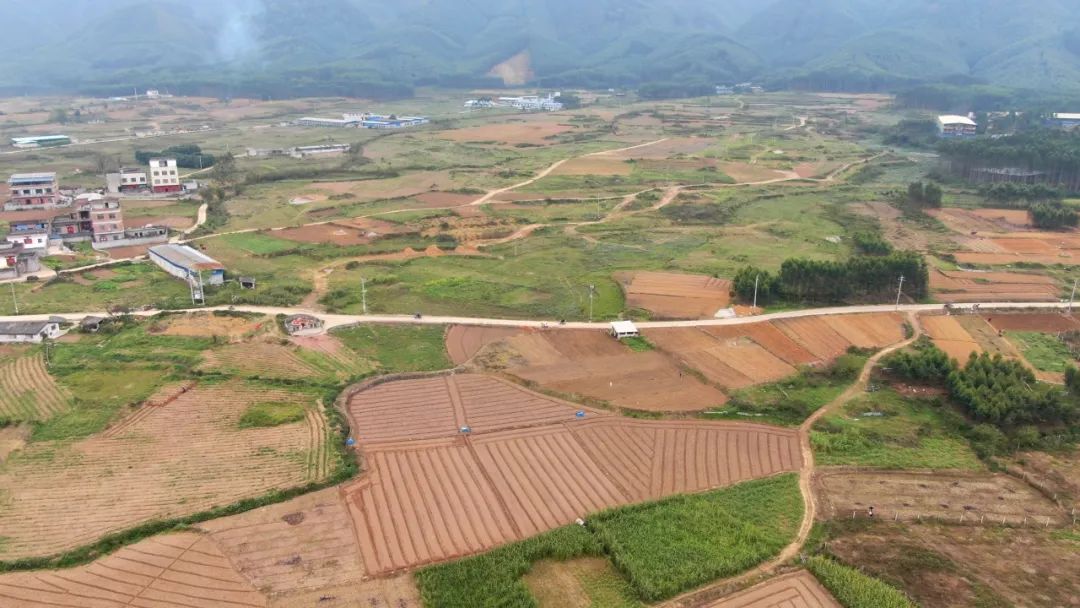 桐岭镇:春耕助农在"蔗"里启动_澎湃号·政务_澎湃新闻-the paper