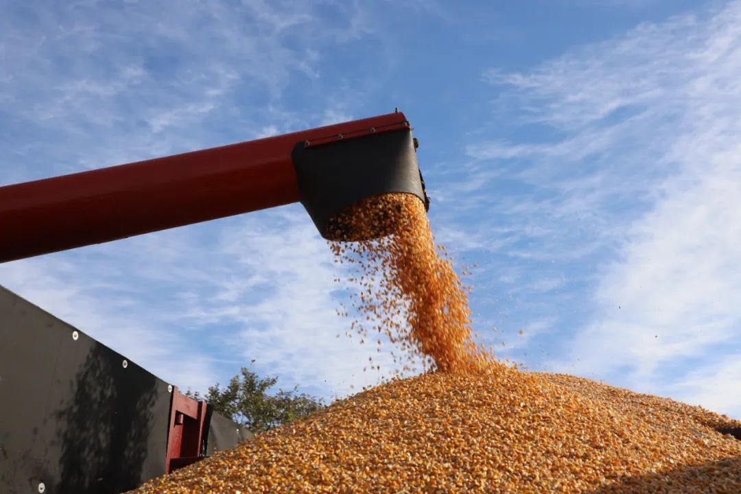 突泉县:科学储粮 守好百姓粮仓_澎湃号·政务_澎湃新闻-the paper