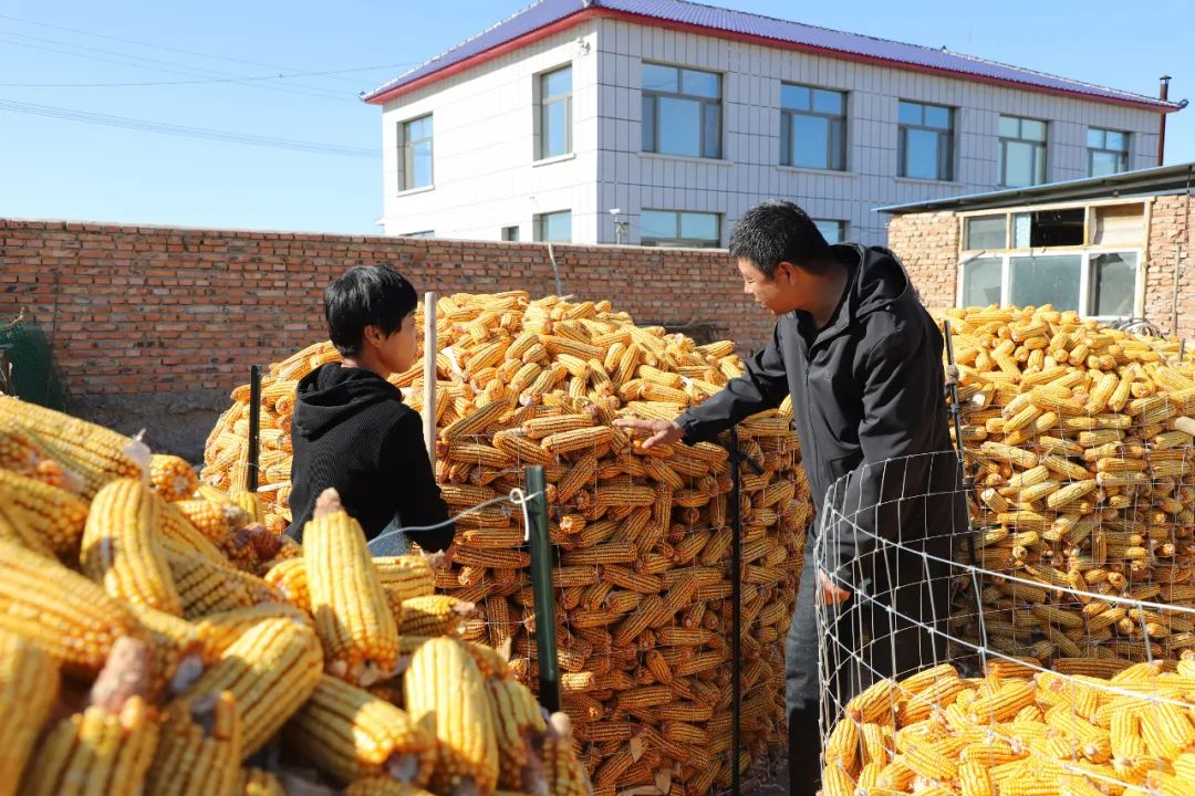 突泉县:科学储粮 守好百姓粮仓_澎湃号·政务_澎湃新闻-the paper