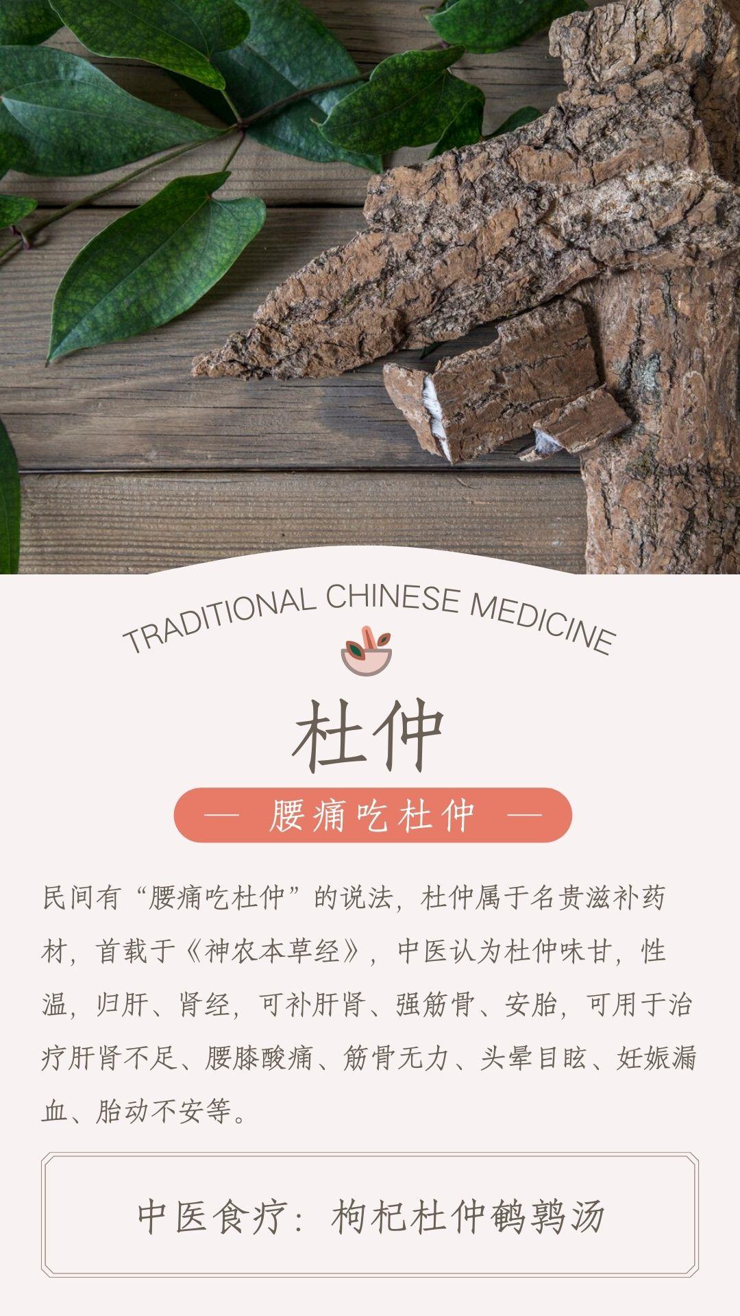 杜仲的功效及用途作用图片