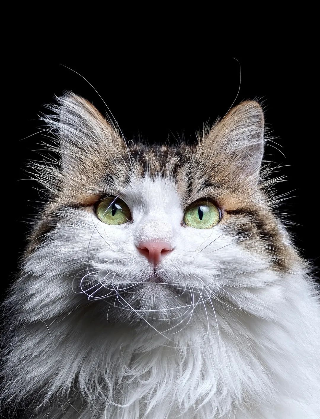 这些小动物们一个个生动而有趣的画面,时刻治愈着你我.