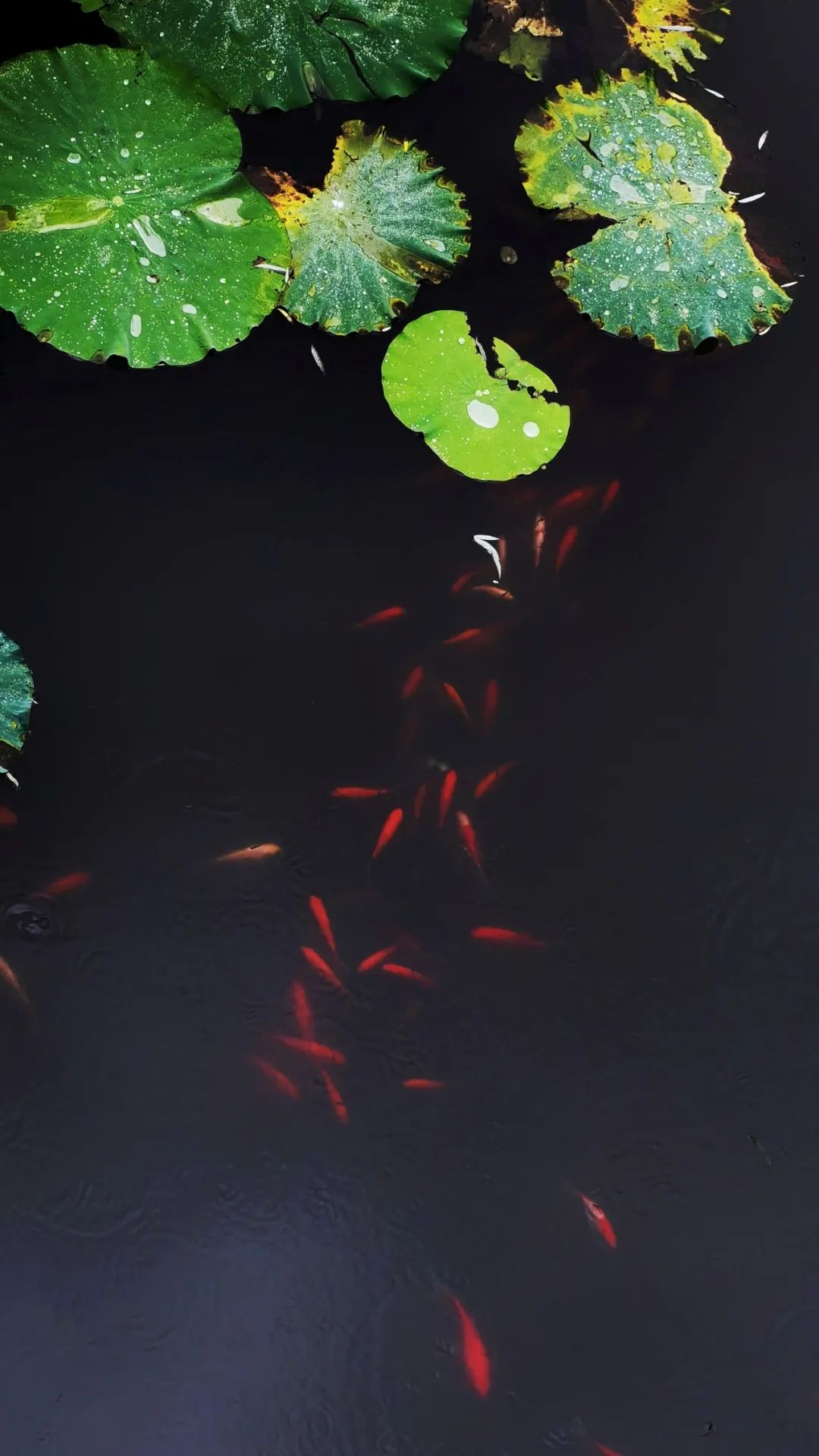 2023米拍摄影社区手机影像——华为年度100精彩瞬间_澎