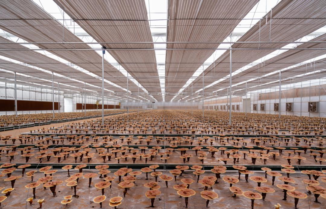 【孢子粉武义造】"全产业链"赋能中医药"走向世界"