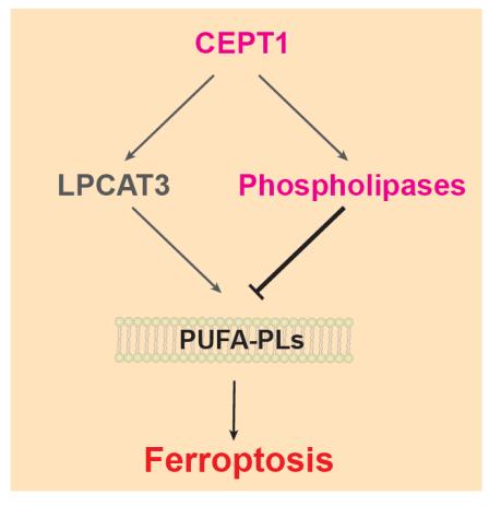 科技前沿proteincell甘波谊陈俊杰团队通过蛋白质组学和脂质组学揭示