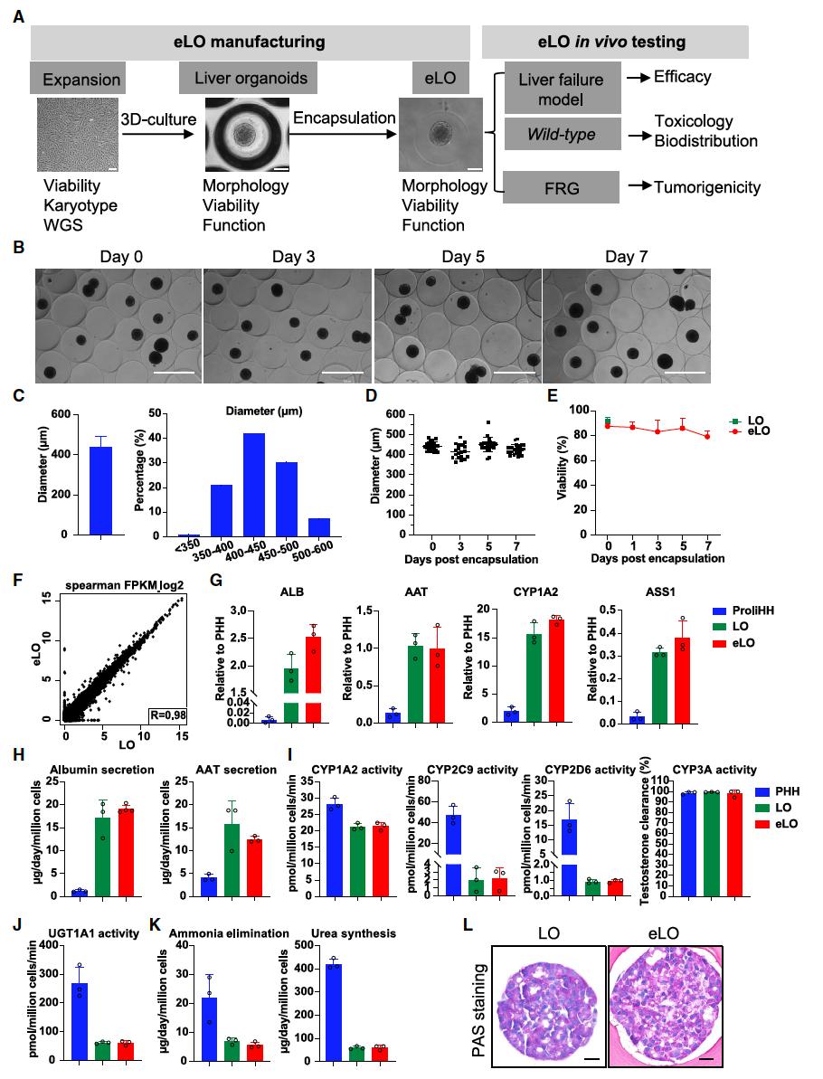 【前沿进展】cell stem cell | 惠利健组利用微囊化可增殖人肝细胞类