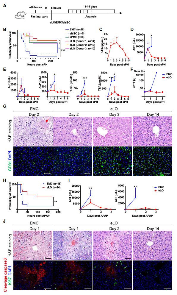 【前沿进展】cell stem cell | 惠利健组利用微囊化可增殖人肝细胞类