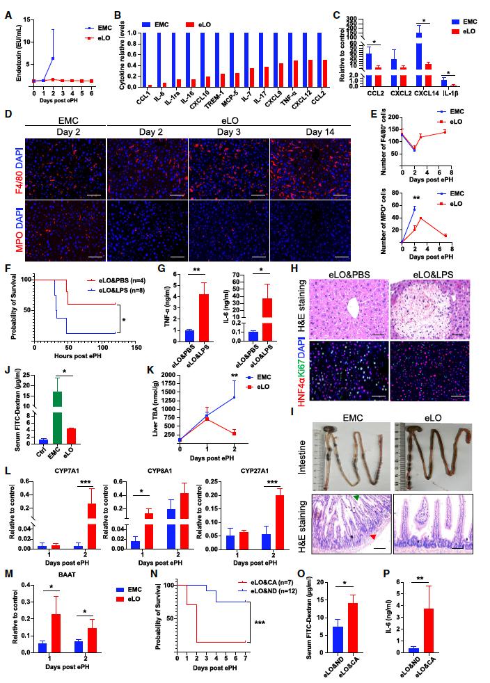 【前沿进展】cell stem cell | 惠利健组利用微囊化可增殖人肝细胞类