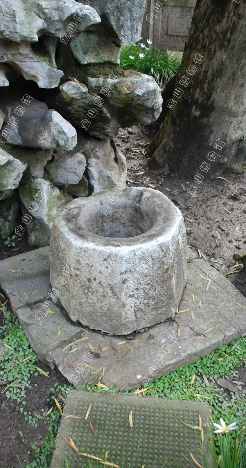 【金小博说】金山最老的这口水井为什么会长在海塘