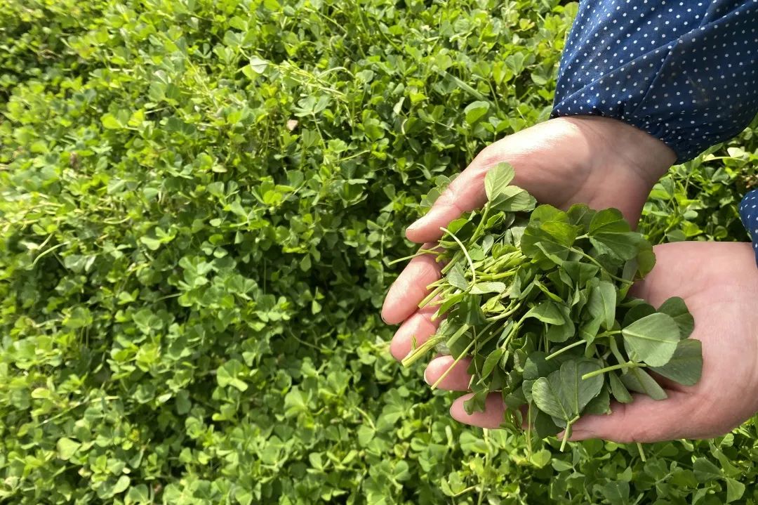 蓬蒿,草头,米苋……四团春菜上市,你尝鲜了吗?