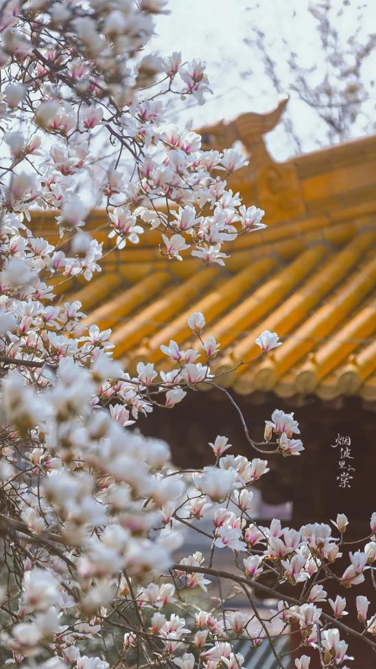 南京,你是懂中式浪漫的_澎湃号·政务_澎湃新闻-the paper