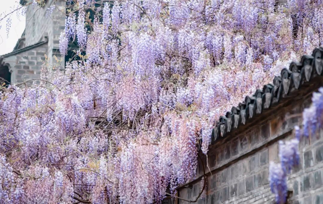 南京绣球花最美的地方图片