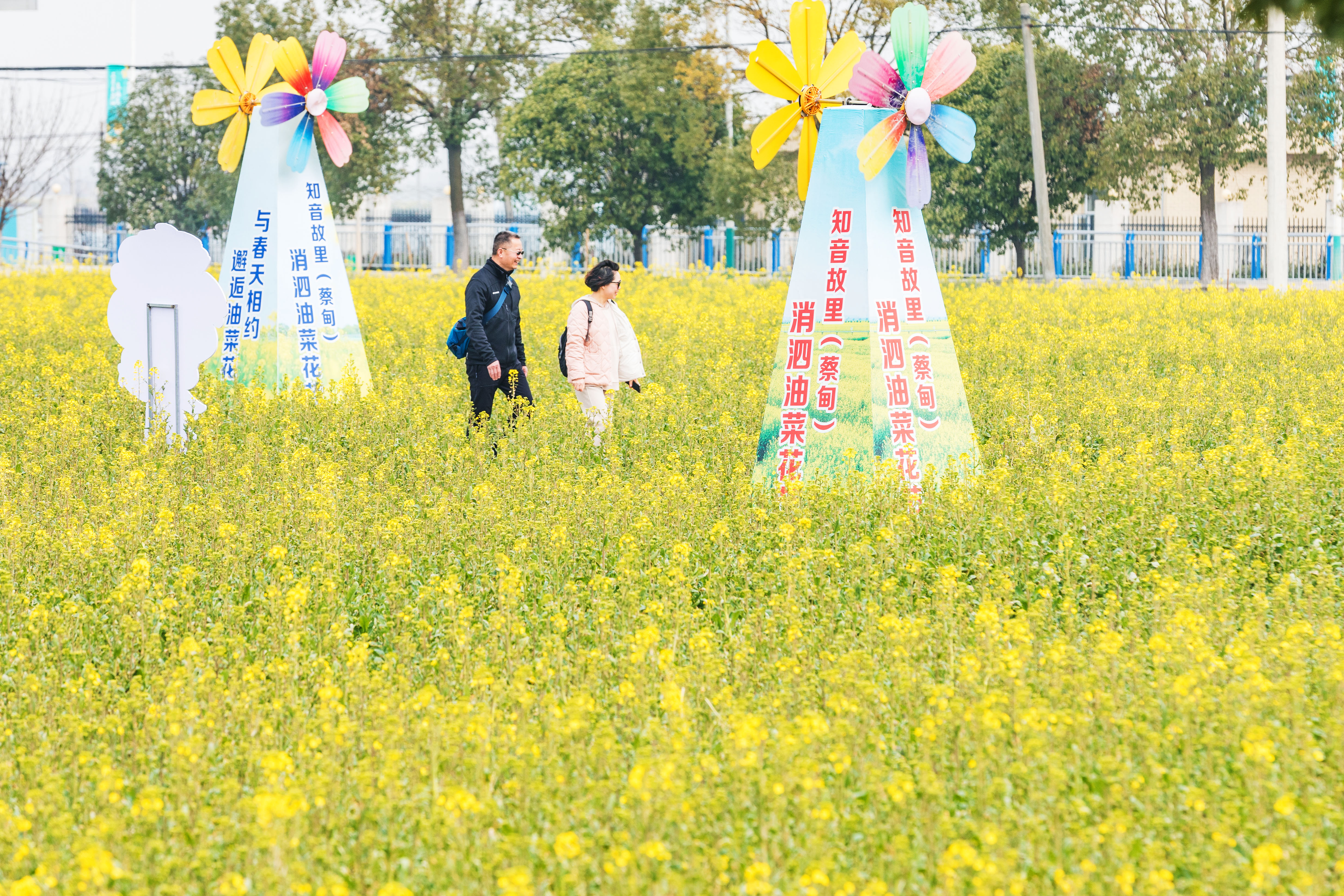 蔡甸消泗油菜花门票图片