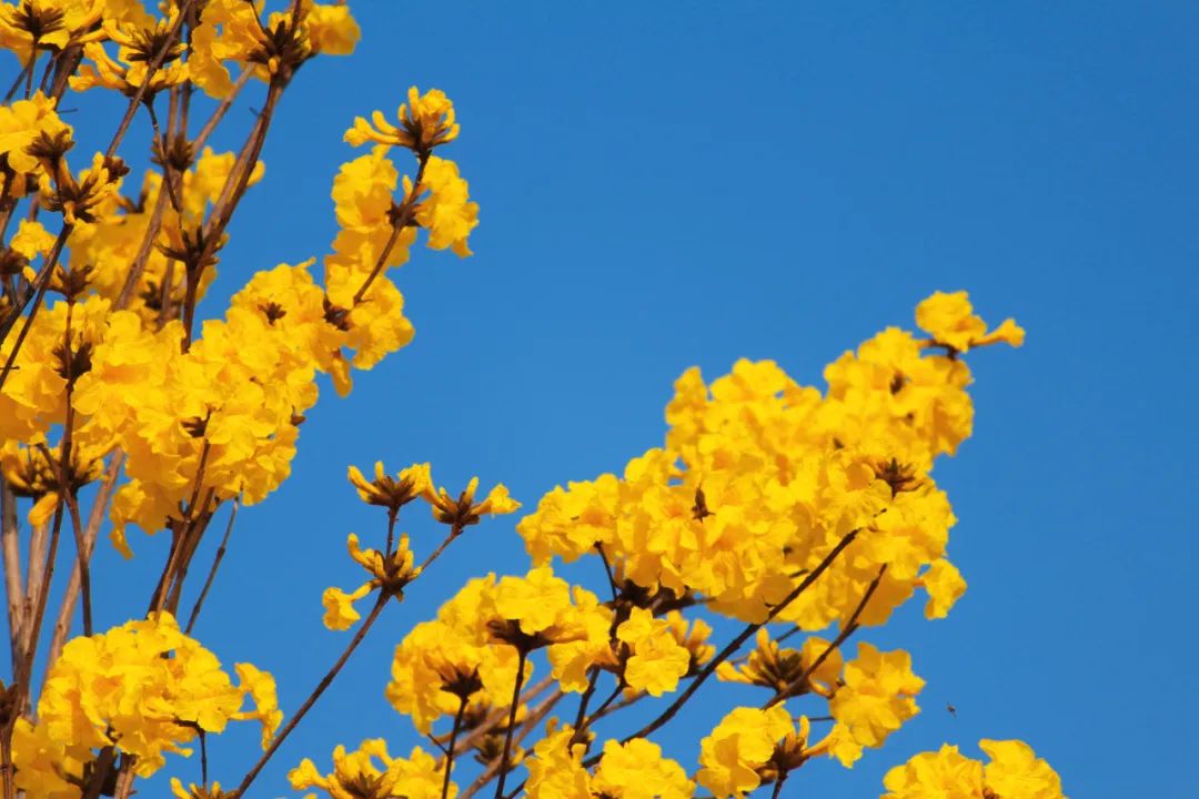 故事里的小黄花,"金"艳了普洱的春天~_澎湃号·政务_澎湃新闻-the