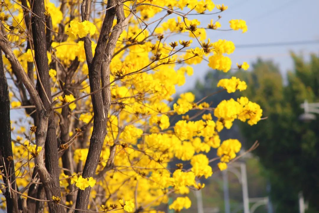 故事里的小黄花,"金"艳了普洱的春天~_澎湃号·政务_澎湃新闻-the