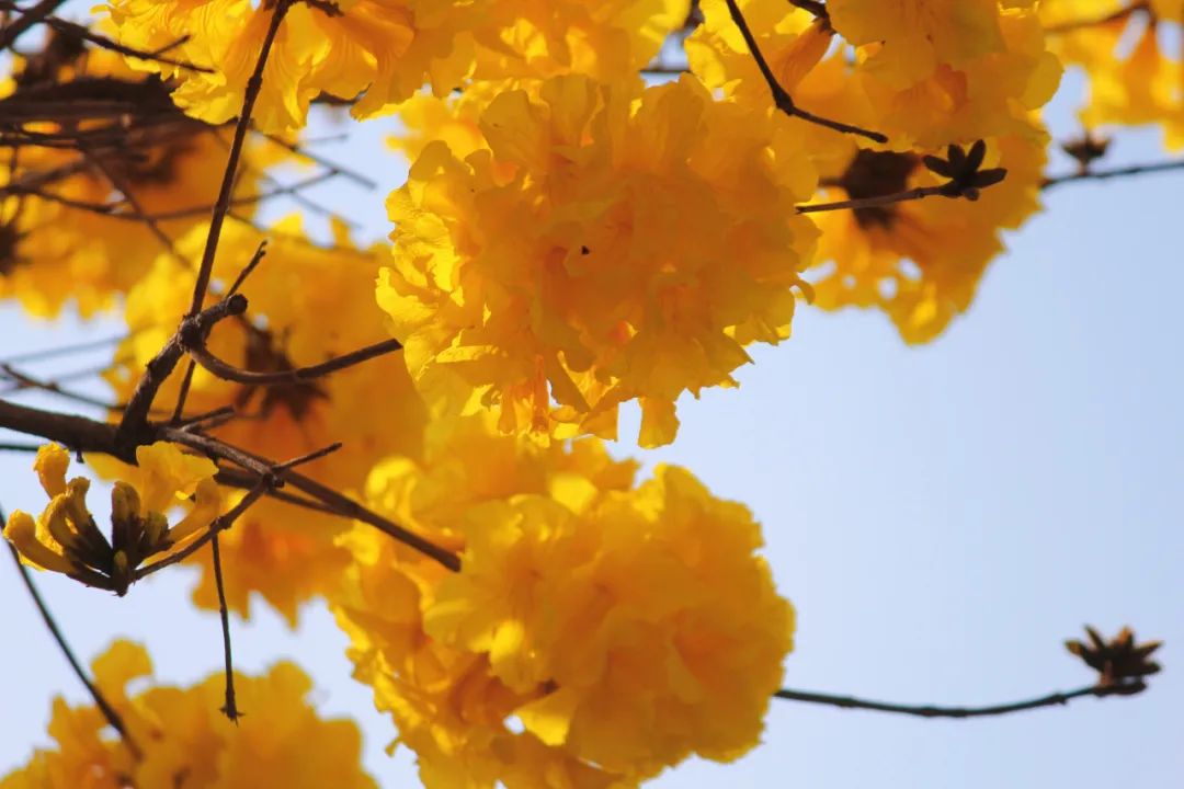 故事里的小黄花,"金"艳了普洱的春天~_澎湃号·政务_澎湃新闻-the