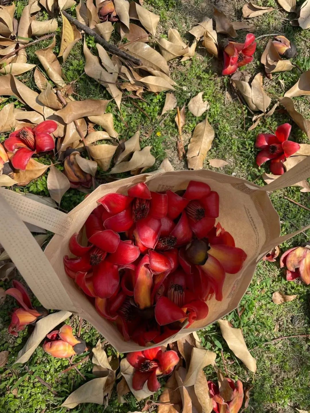 木棉花开,今晚加餐,云南吃货都懂的快来.