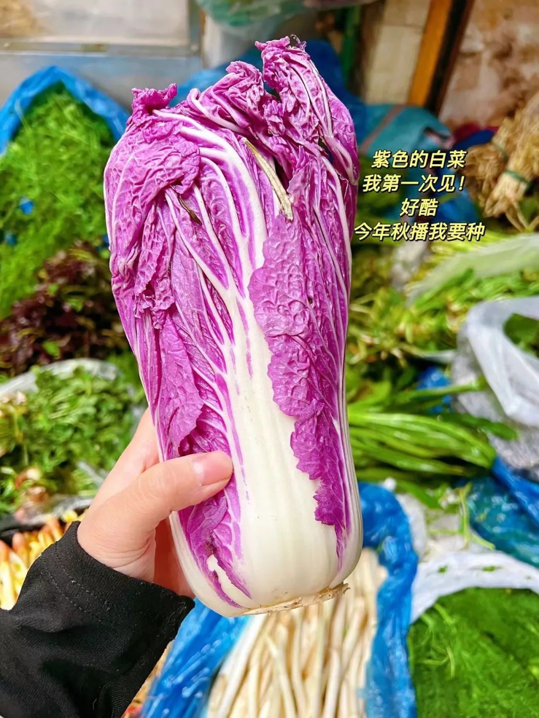 拿命吃饭的云南人,算你狠_澎湃号·湃客_澎湃新闻-the paper