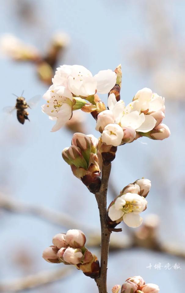 预计本周末将迎来盛花期沿途的樱桃花已陆续盛放郧阳区樱桃沟等地在
