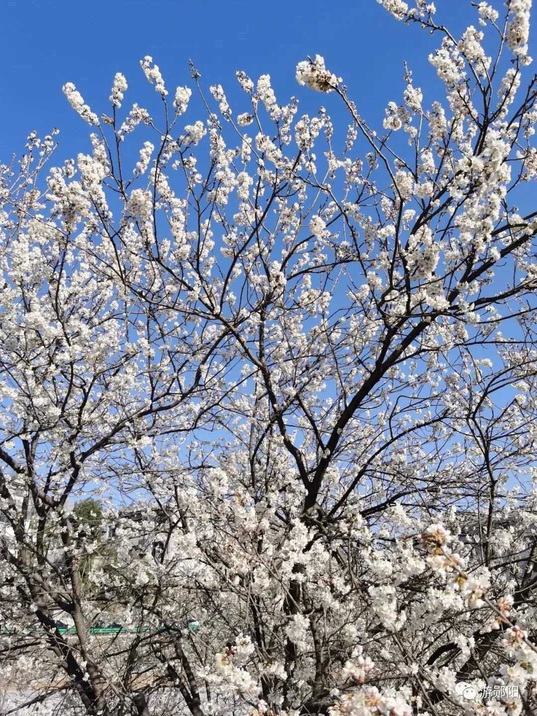 樱桃花图片真实图片